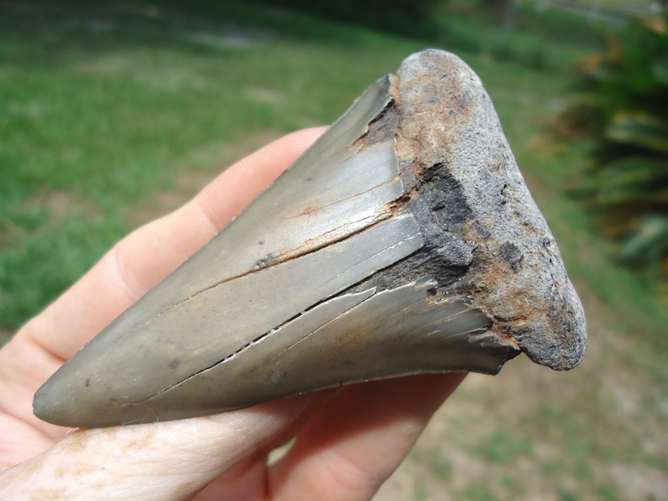 Large image 1 Massive 3.05' Hastalis Shark Tooth