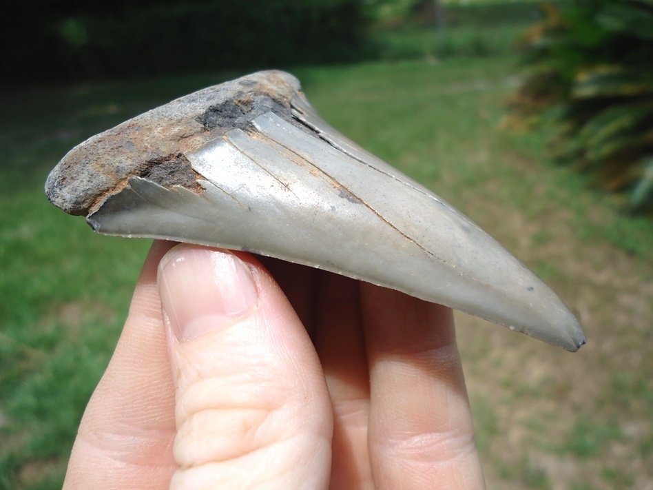 Large image 2 Massive 3.05' Hastalis Shark Tooth