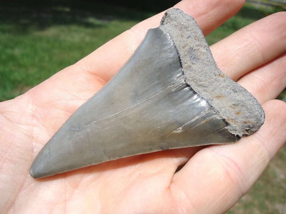 Large image 3 Massive 3.05' Hastalis Shark Tooth