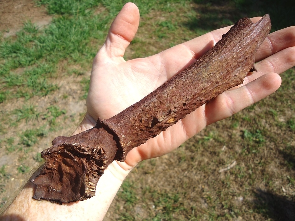 Large image 1 Excellent Detailed Fossil Deer Antler