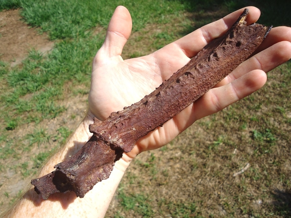 Large image 2 Excellent Detailed Fossil Deer Antler