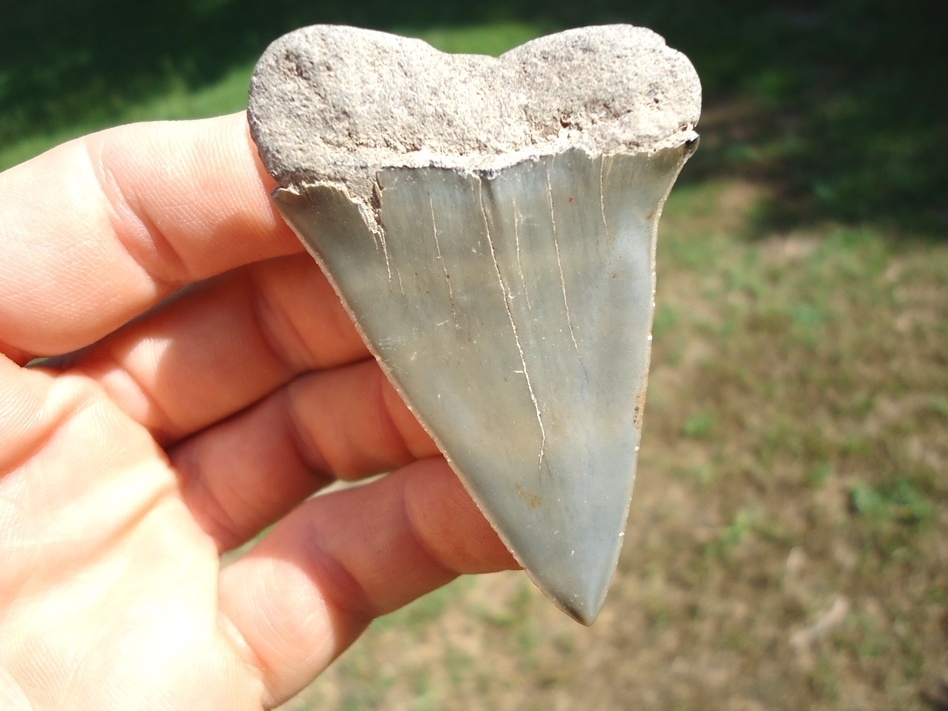 Large image 1 Top Quality Hastalis Shark Tooth