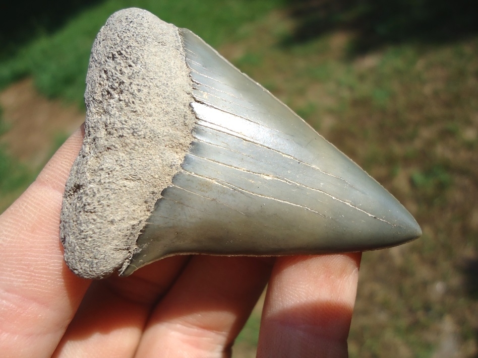 Large image 2 Top Quality Hastalis Shark Tooth