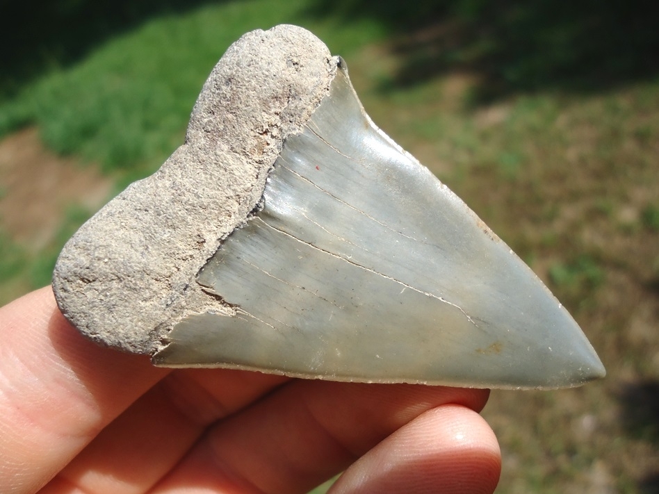 Large image 3 Top Quality Hastalis Shark Tooth