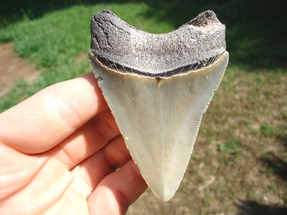Large image 1 Well Preserved Megalodon Shark Tooth