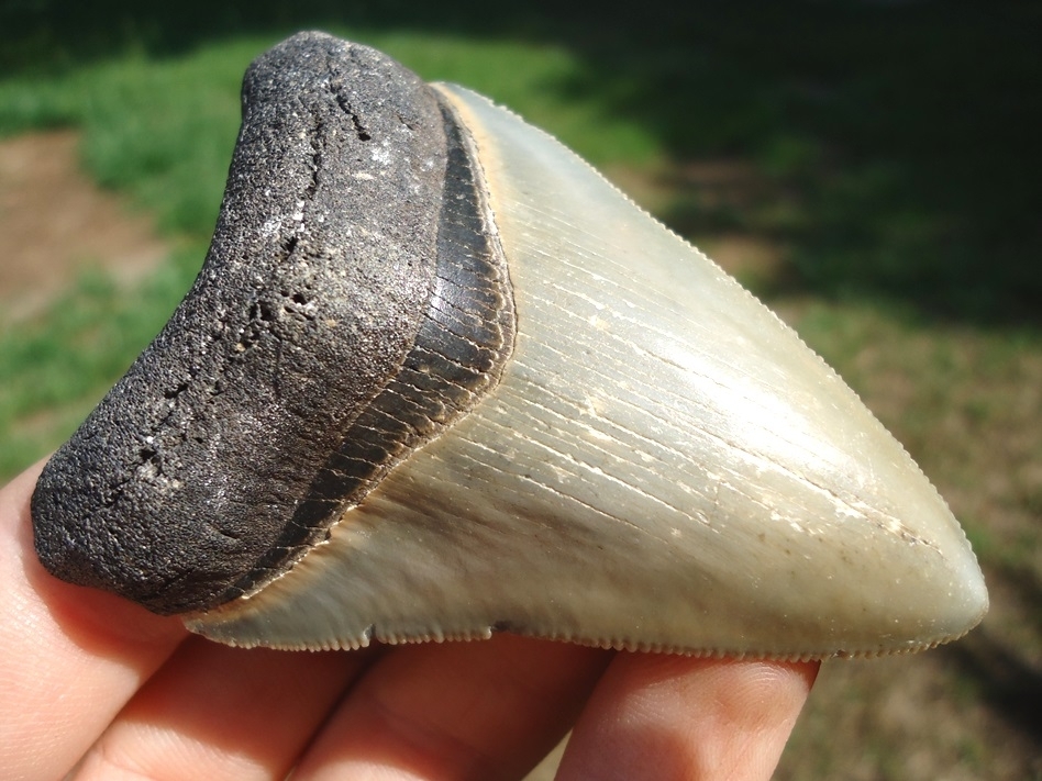 Large image 2 Well Preserved Megalodon Shark Tooth
