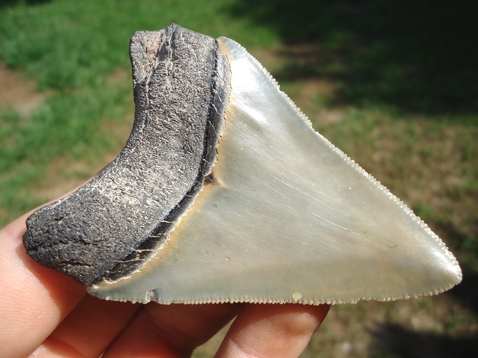 Large image 3 Well Preserved Megalodon Shark Tooth