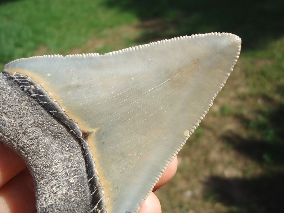Large image 4 Well Preserved Megalodon Shark Tooth