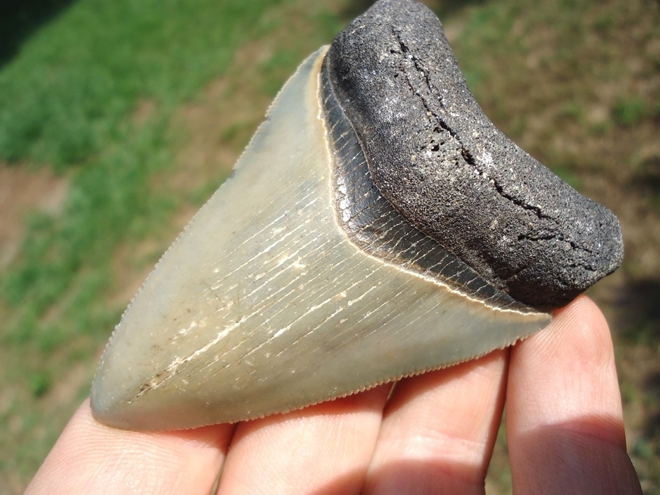 Large image 5 Well Preserved Megalodon Shark Tooth