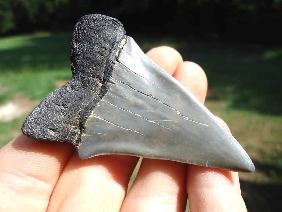 Large image 1 Nice Hastalis Shark Tooth