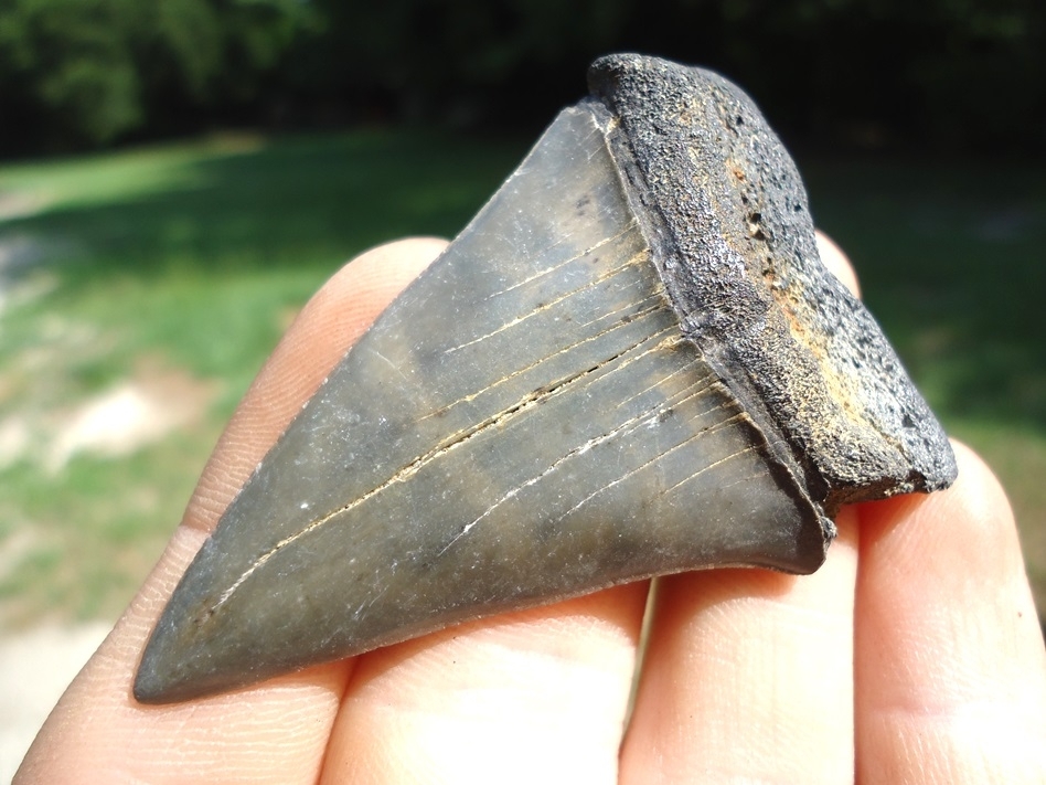 Large image 2 Nice Hastalis Shark Tooth