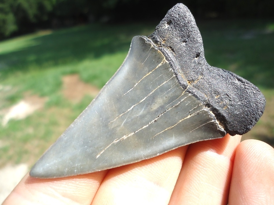 Large image 3 Nice Hastalis Shark Tooth