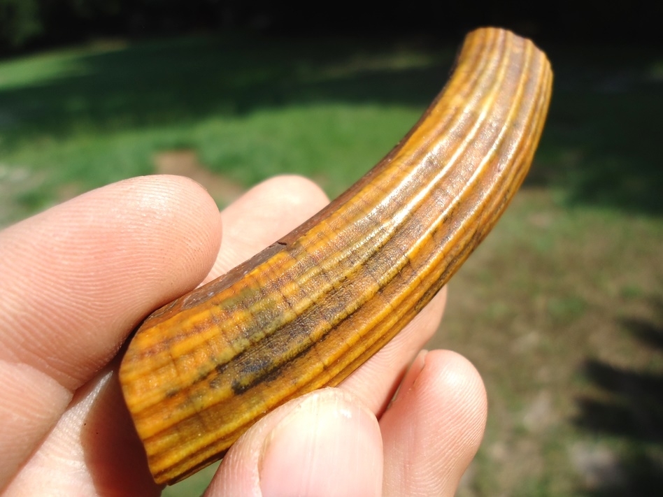 Large image 3 Beautiful Yellow Giant Beaver Incisor Section