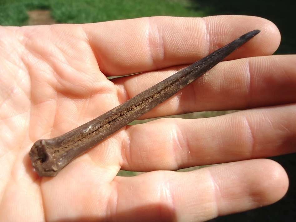 Excellent Fossil Catfish Spine, Recently Sold, FOSSILS