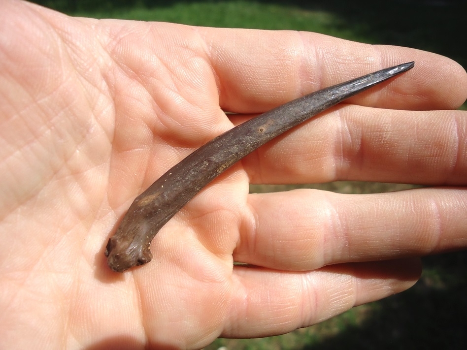 Large image 1 Excellent Fossil Catfish Spine