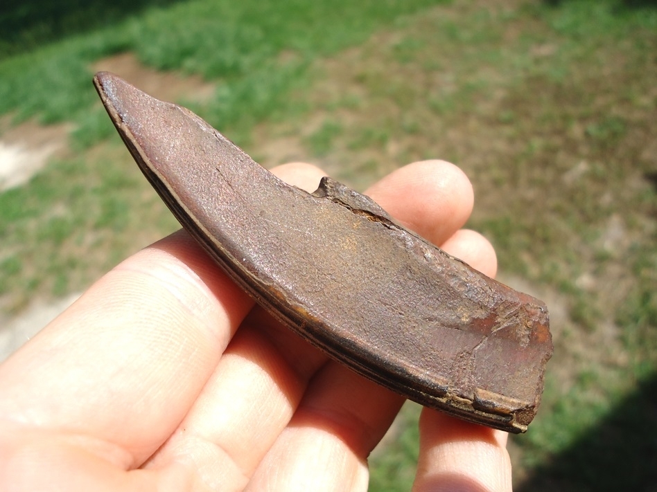 Large image 2 Excellent Giant Beaver Incisor Section