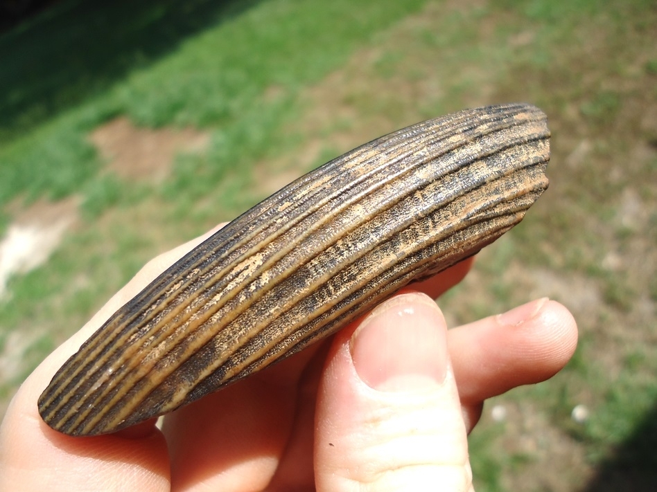 Large image 4 Excellent Giant Beaver Incisor Section