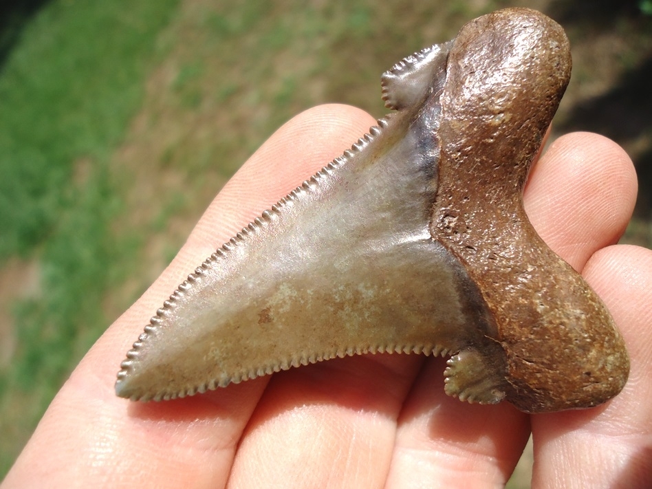 Large image 3 Choice Pristine Auriculatus Shark Tooth