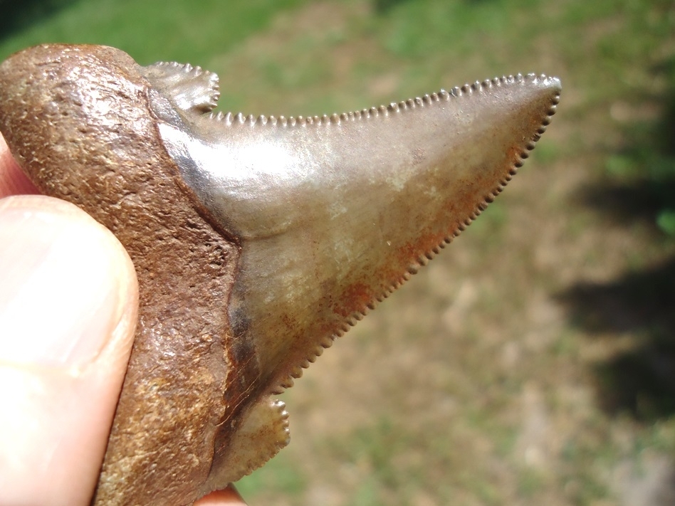 Large image 4 Choice Pristine Auriculatus Shark Tooth