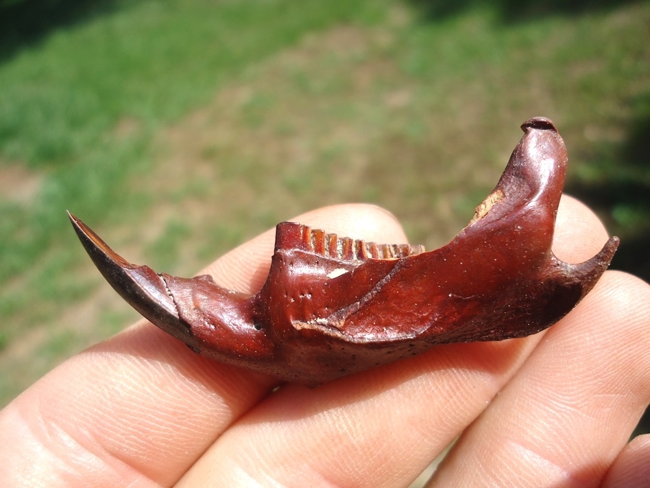 Large image 1 Excellent Muskrat Mandible