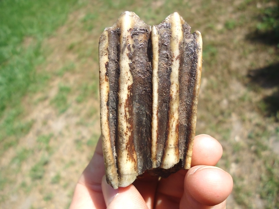 Large image 1 Beautiful Bison Molar