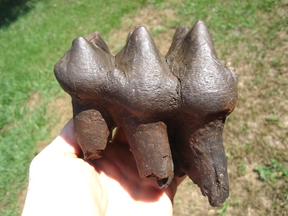 Large image 1 Large Three-Hump Mastodon Tooth