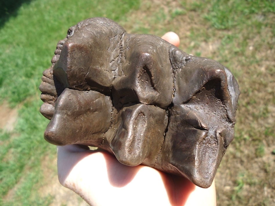 Large image 3 Large Three-Hump Mastodon Tooth