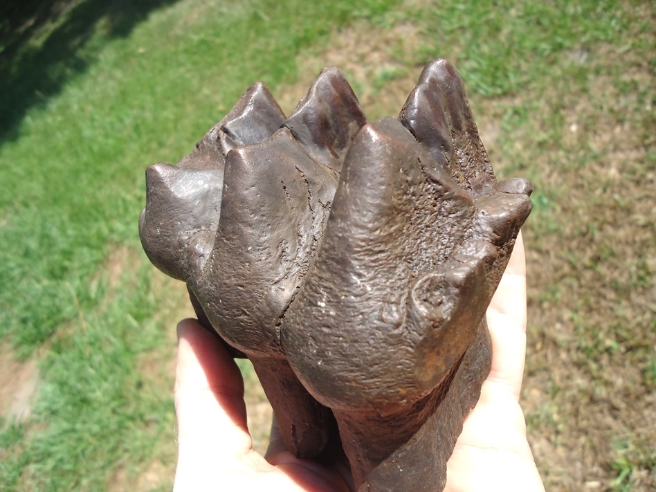 Large image 4 Large Three-Hump Mastodon Tooth