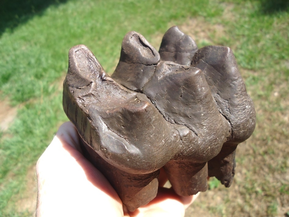 Large image 5 Large Three-Hump Mastodon Tooth