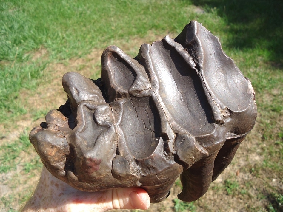 Large image 1 Incredible Fully Rooted Five-Hump Mastodon Tooth