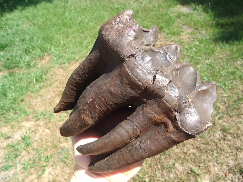 Large image 5 Incredible Fully Rooted Five-Hump Mastodon Tooth