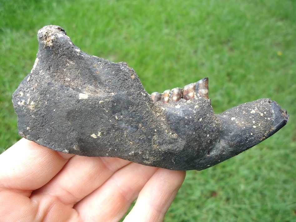 Large image 1 Nice Beaver Mandible with Four Perfect Teeth