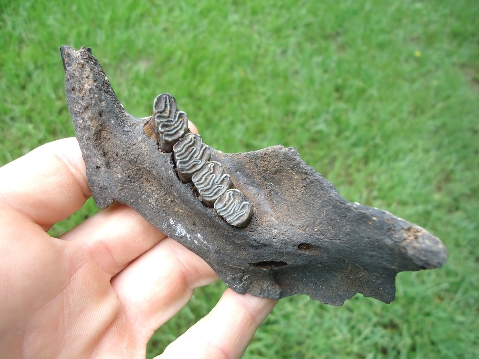 Large image 2 Nice Beaver Mandible with Four Perfect Teeth