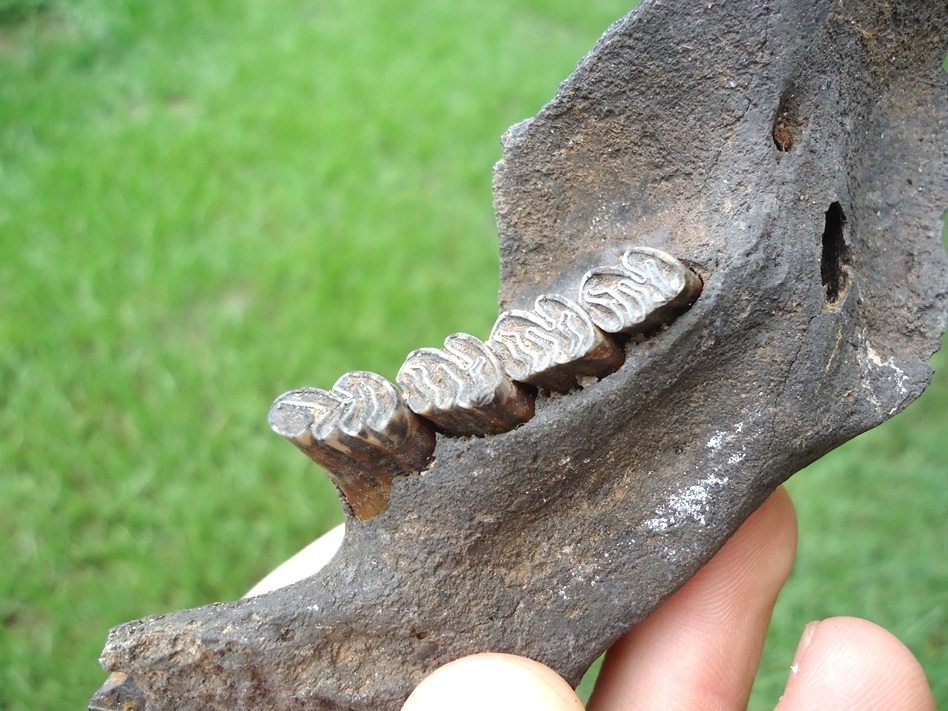 Large image 3 Nice Beaver Mandible with Four Perfect Teeth