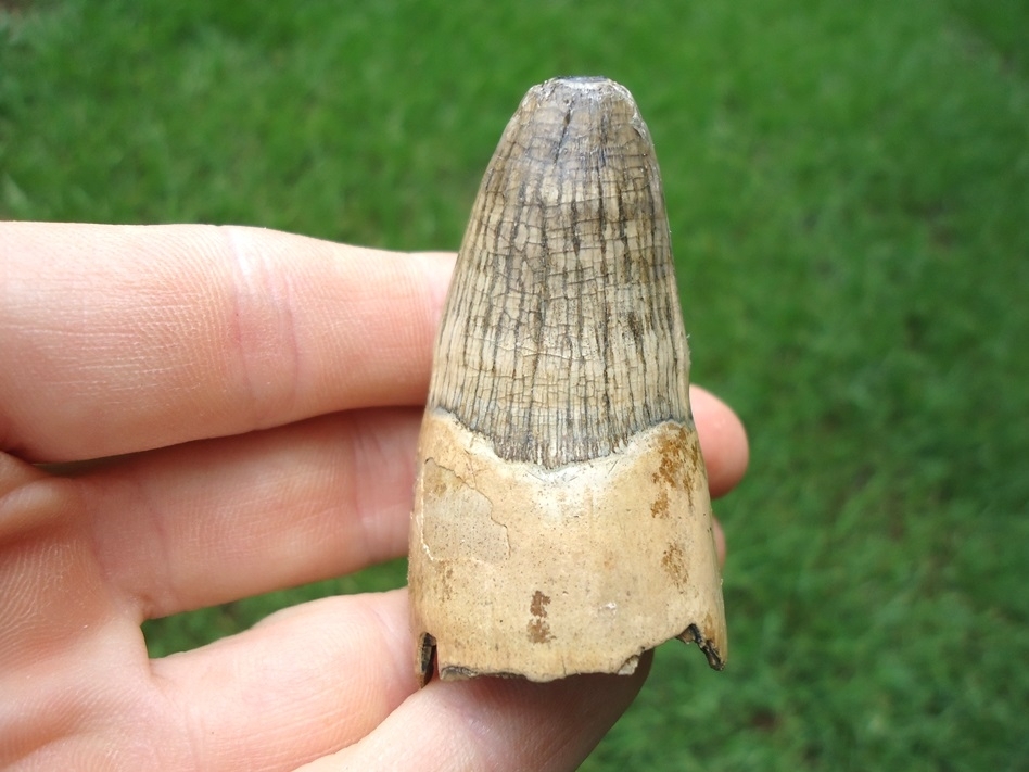 Large image 1 Beastly Alligator Tooth