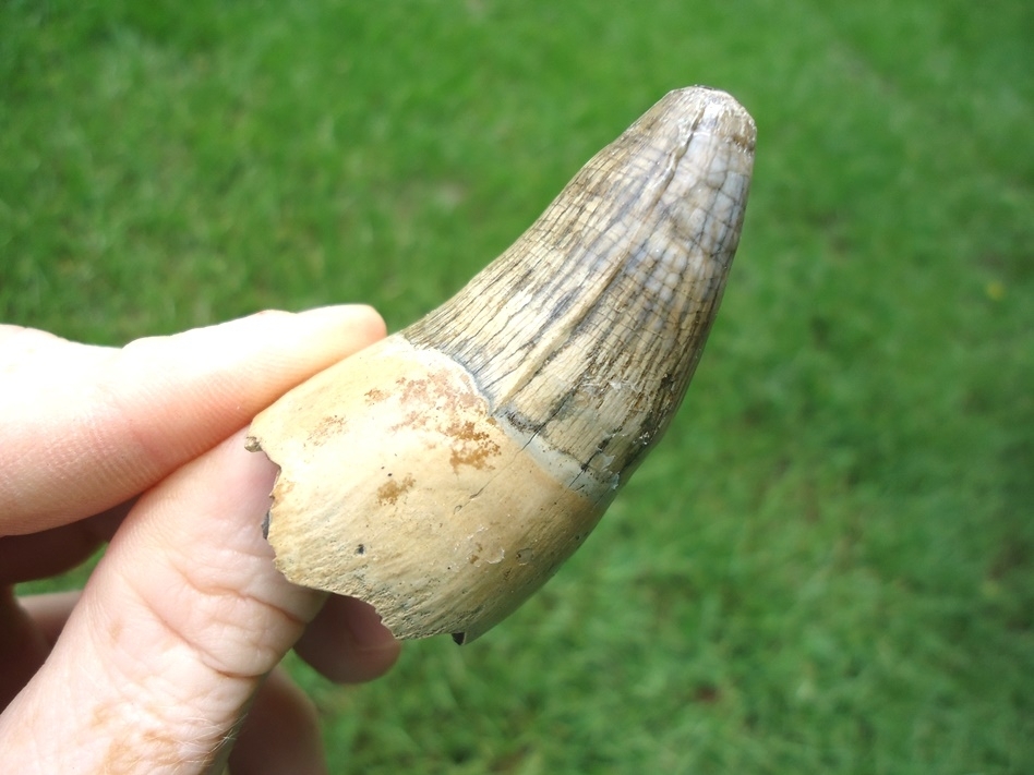 Large image 4 Beastly Alligator Tooth