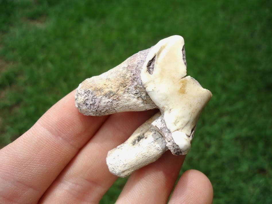 Large image 3 Unusual White Dire Wolf Upper Carnassial