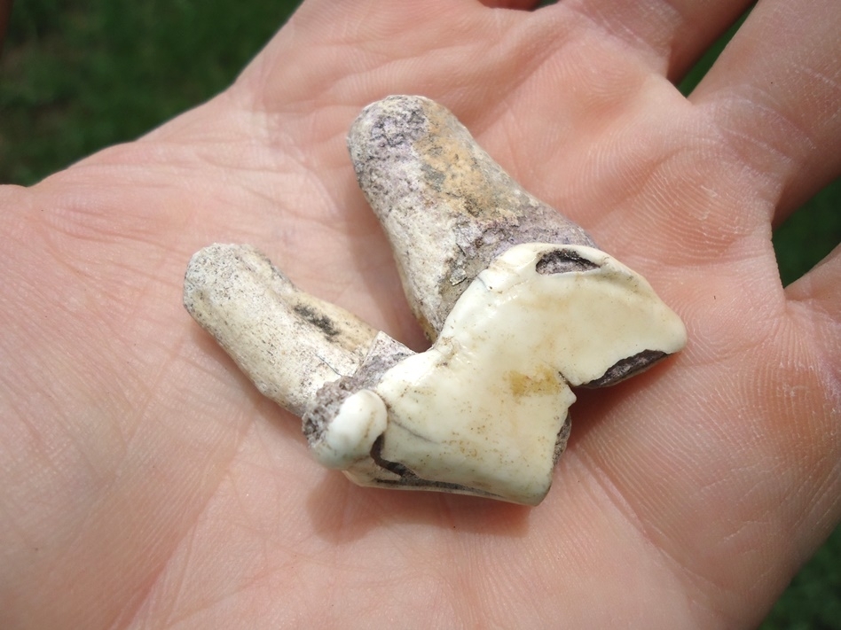 Large image 5 Unusual White Dire Wolf Upper Carnassial