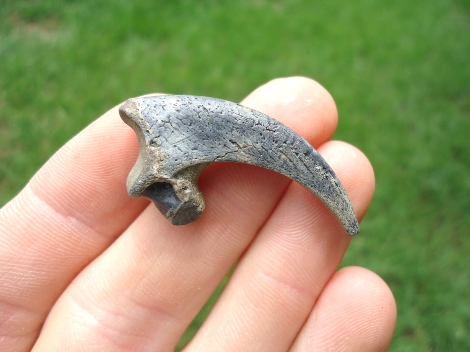 Large image 1 World Class Fossil Bald Eagle Claw Core