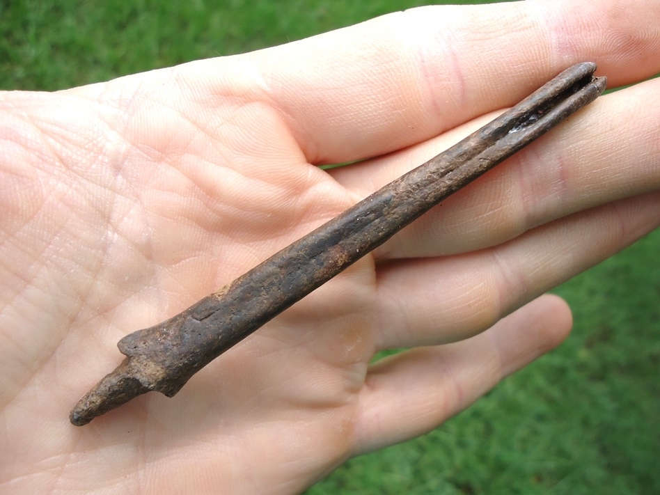 Large image 3 Exceptional River Otter Baculum (Penis Bone)