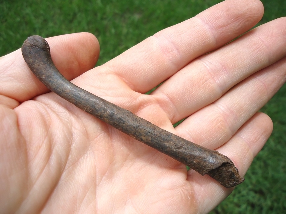 Large image 4 Exceptional River Otter Baculum (Penis Bone)