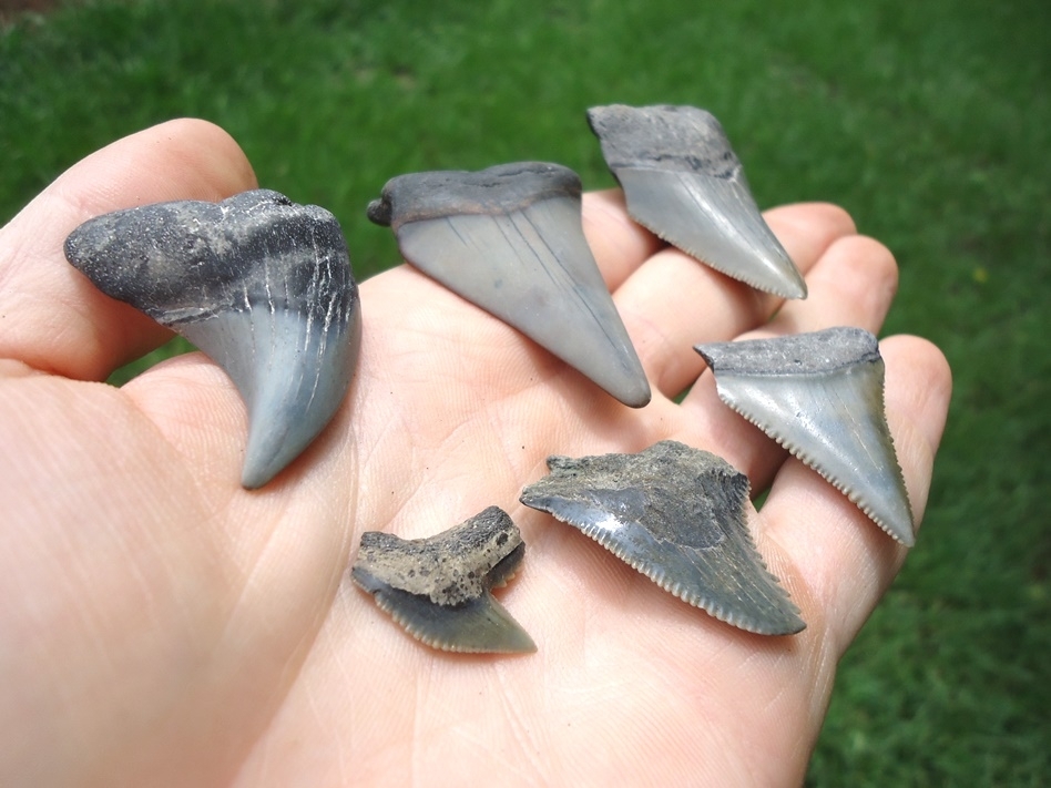 Large image 1 Collection of Six Different Shark Teeth