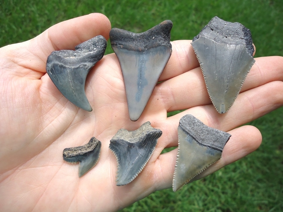 Large image 2 Collection of Six Different Shark Teeth