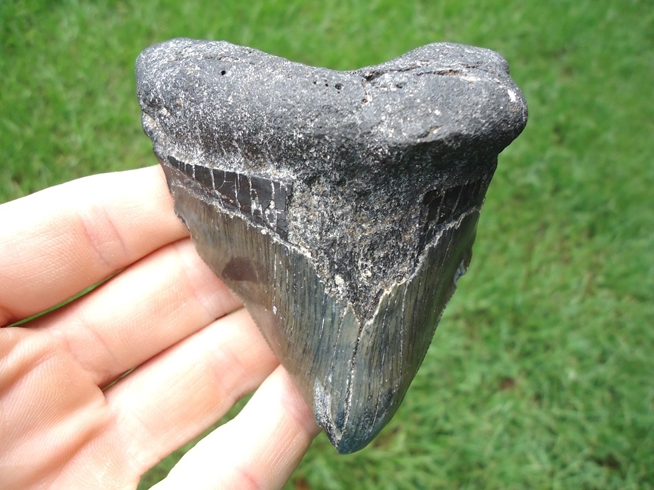 Large image 1 Grossly Pathological Megalodon Shark Tooth