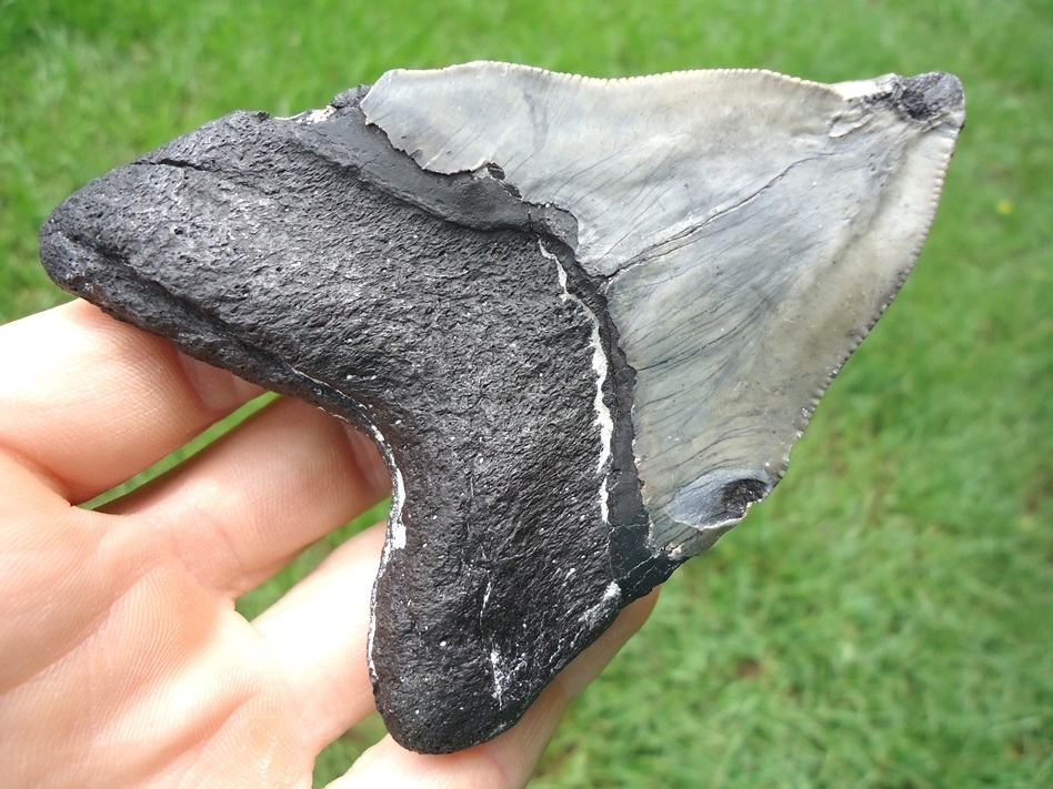 Large image 2 Grossly Pathological Megalodon Shark Tooth