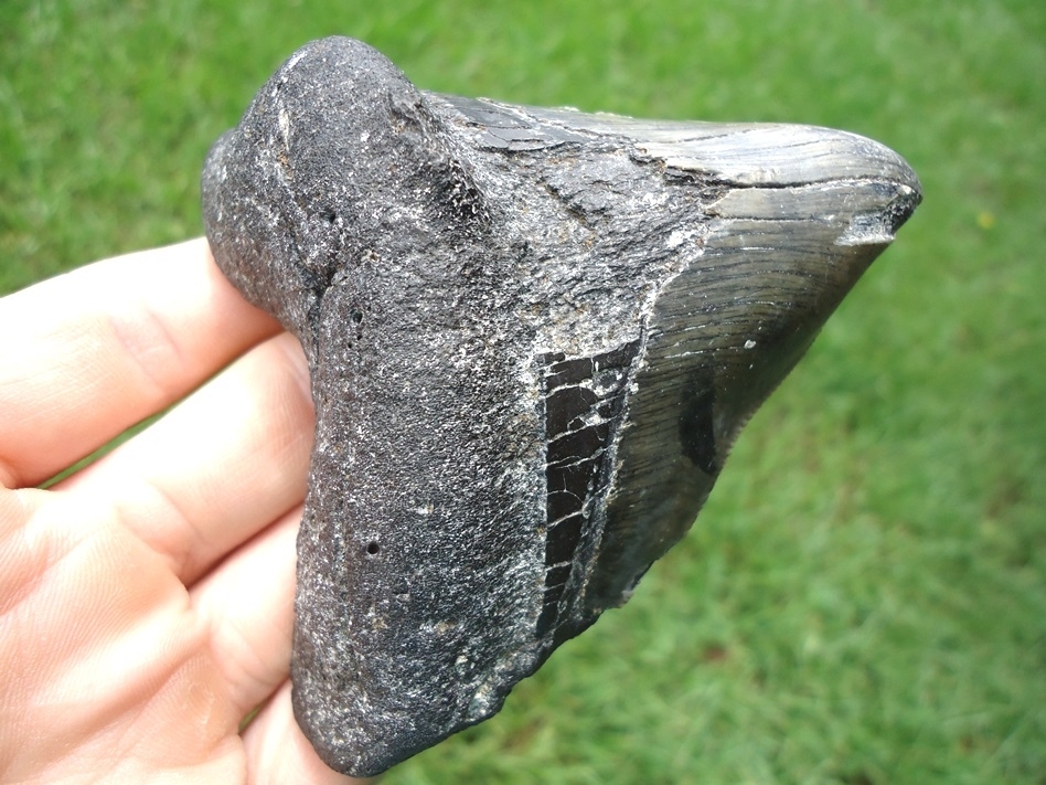 Large image 3 Grossly Pathological Megalodon Shark Tooth