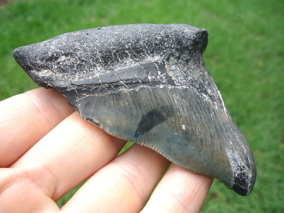 Large image 4 Grossly Pathological Megalodon Shark Tooth