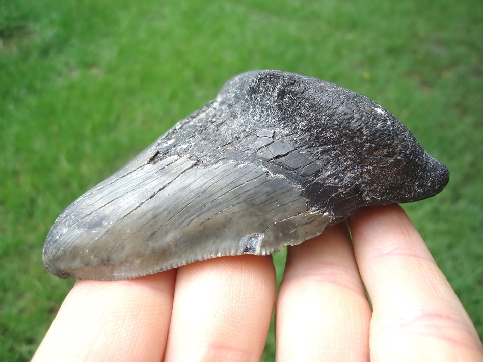 Large image 5 Grossly Pathological Megalodon Shark Tooth