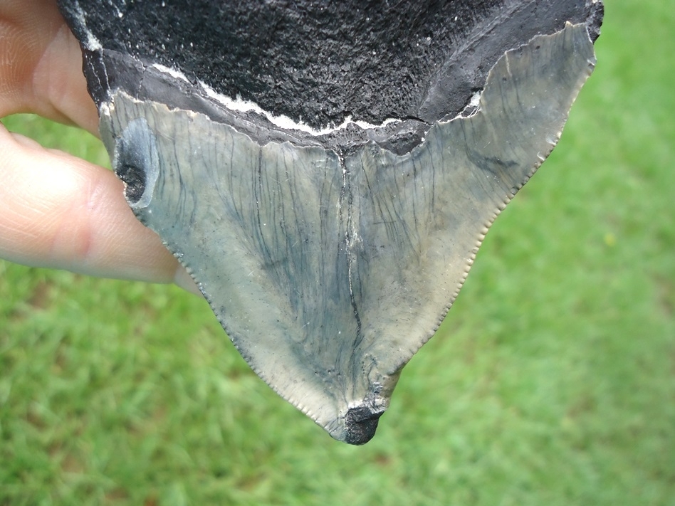 Large image 6 Grossly Pathological Megalodon Shark Tooth