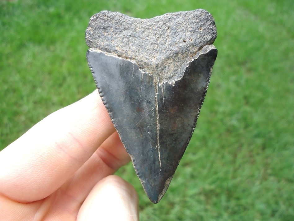 Large image 1 Large 2.54' Great White Shark Tooth